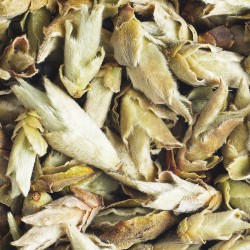 Nan Mei: Wild White Tea from China - Organic | L'Autre Thé