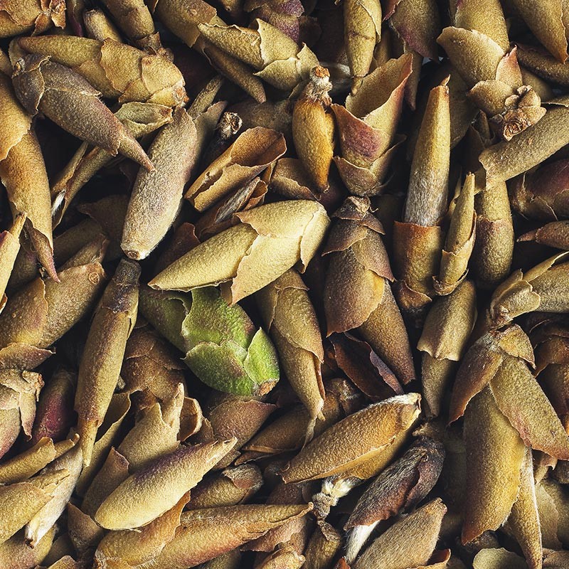 Écailles de dragon | Bourgeons de thé blanc du Vietnam
