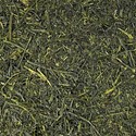Sencha Hikari bio Primeur 2025
