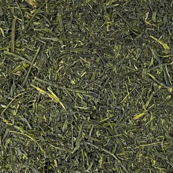 Organic Japanese green tea harvest 2024.