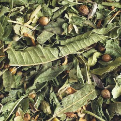 Infusion bio tilleul, verveine, oranger doux, anis, coriandre.æ