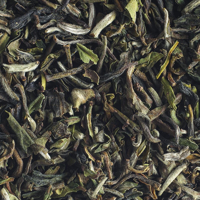 Organic Singell Darjeeling First Flush 2025
