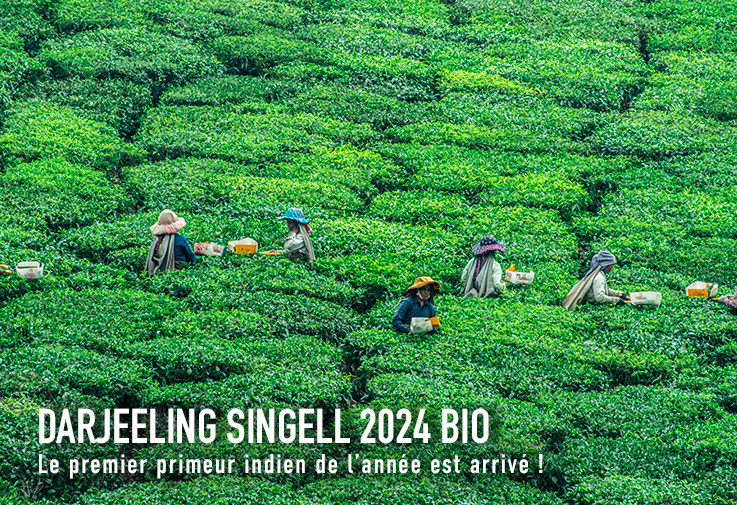 Nouveau Darjeeling Singell 24