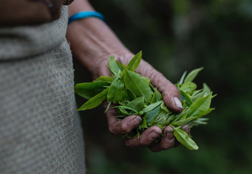 Darjeeling : aux sources du « champagne du thé »
