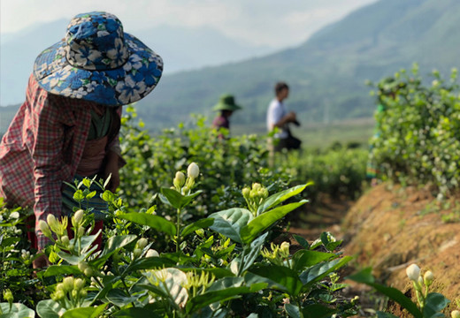VIETNAM : l’enfleurage du thé au jasmin